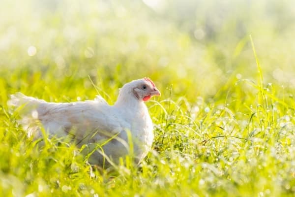 Free Range Chicken has landed at Our Cow!